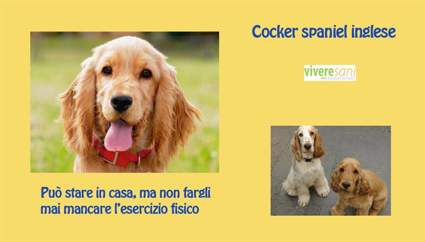 Il Cocker Spaniel, un cane all'inglese Il Cocker Spaniel, un cane all'inglese